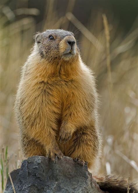 Marmots - Henrik Nilsson Wildlife Animals