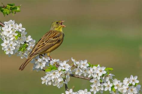 Illegal hunting threatens songbird prized as delicacy: study