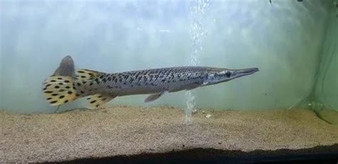 Alligator Gar, Size: 1.6 Feet 18 Inches at best price in Dombivli | ID ...