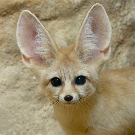 Watch These Adorable Big-Eared Fox Siblings Being Bottle-Fed - BuzzFeed News