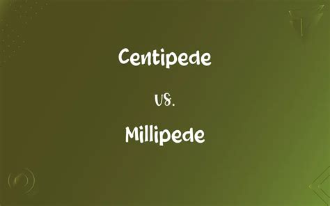 Centipede vs. Millipede: What’s the Difference?