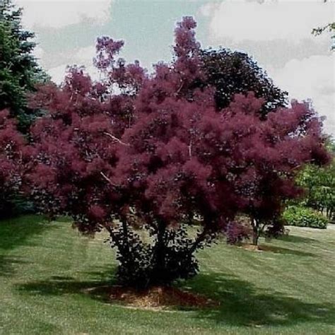 Purple Smoke Tree Seeds cotinus Coggygria Purpureus 20seeds | Etsy