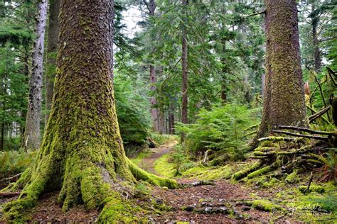 Sitka Spruce with Buttressed Roots - Oregon Photography