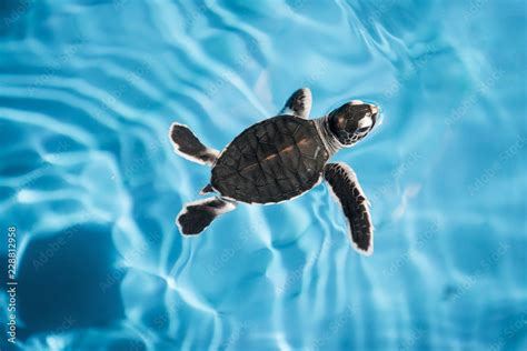 Baby sea turtle swimming in blue water Stock Photo | Adobe Stock