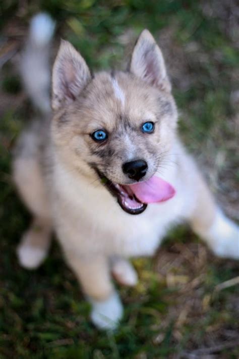 25+ Pomsky Puppies Pictures and Images