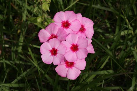 Native Florida Wildflowers: Roadside (Annual) Phlox - Phlox drummondii