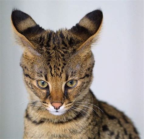 Savannah Cat Info - all you want to know about the Savannah cat breed