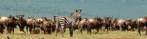 3 Days Ngorongoro wildebeest safari - ngorongoro conservation area