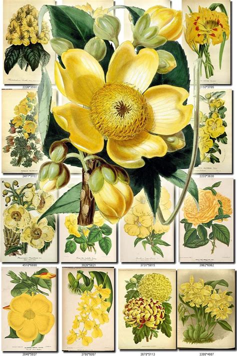 YELLOW-4 FLOWERS Collection of 270 vintage images pictures | Etsy ...