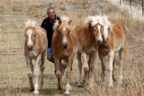 Haflinger Horse Photo Gallery | AHHBA