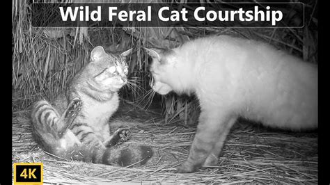 Wild Feral Cat Mating Courtship Documentary - YouTube