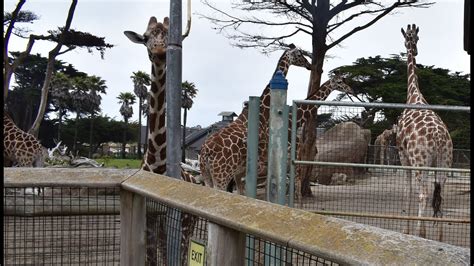 ZOO: SAN FRANCISCO ZOO |CALIFORNIA - YouTube