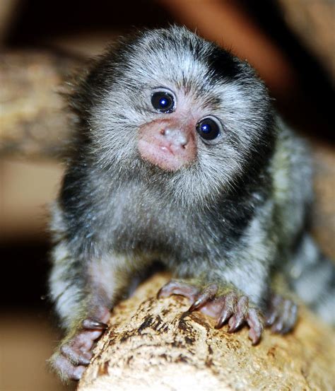 Adorable Marmoset Monkey in its Natural Habitat