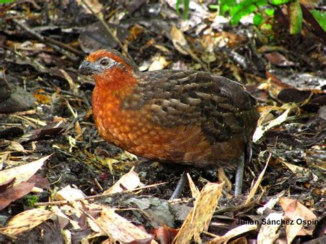 Pin on Kwartels - New World quail - Galliformes - Odontophoridae