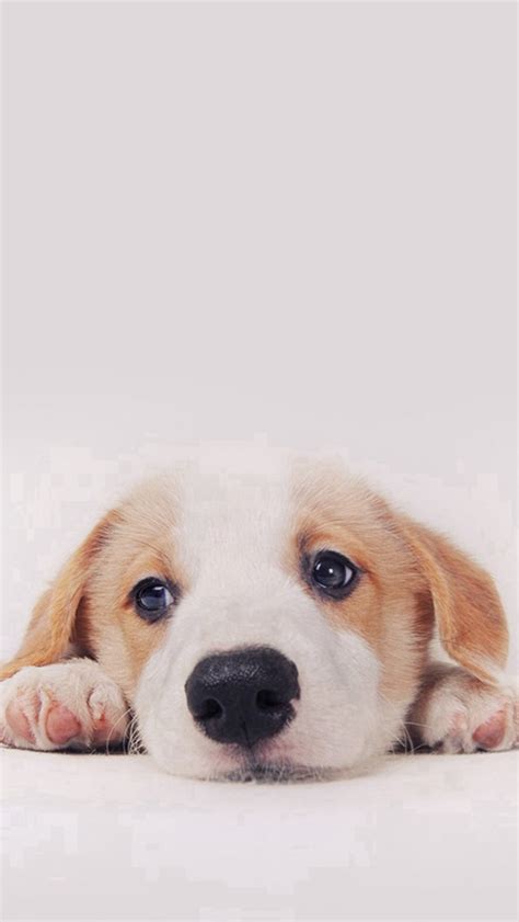 Cute Puppy Dog Pet iPhone Wallpapers Free Download