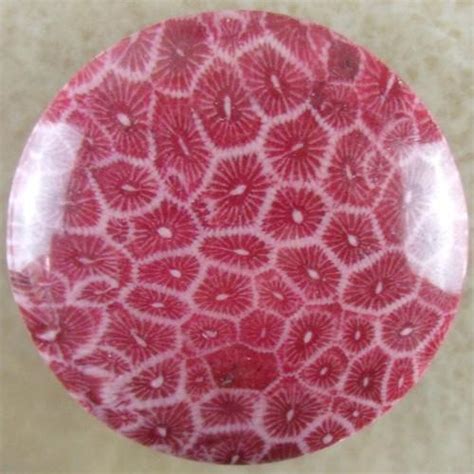 Red Coral Fossil Cab Cabochon - C0006 (China Manufacturer) - Gemstone ...