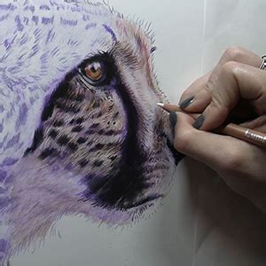 cheetah face pencil | Lachri Fine Art