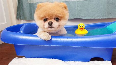 Boo - The World's Cutest Dog Video Compilation | Pomeranian Puppies cute pet - YouTube