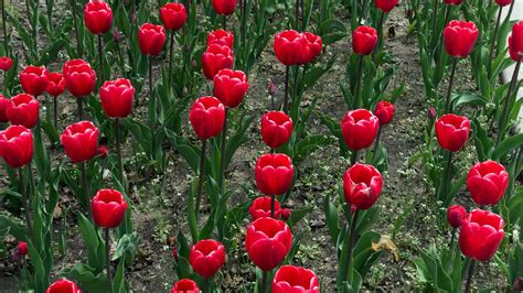 Holland asks visitors to stay home; ‘tulips will bloom in 2021 ...