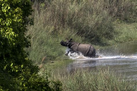 Nepal has 752 one-horned rhinos, new census reveals