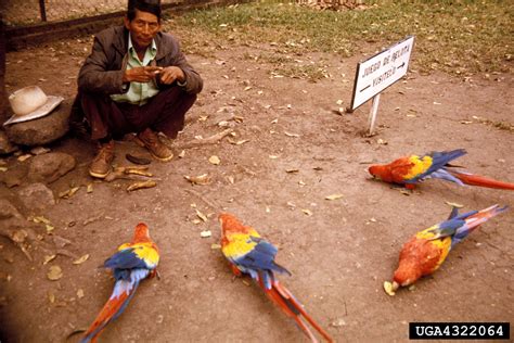 scarlet macaw (Ara macao)