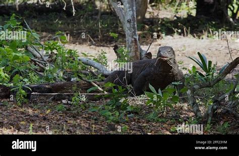 Creature of komodo island Stock Videos & Footage - HD and 4K Video Clips - Alamy