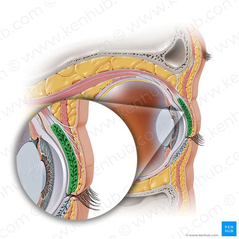 Superior tarsal: Origin, insertion, innervation, function | Kenhub