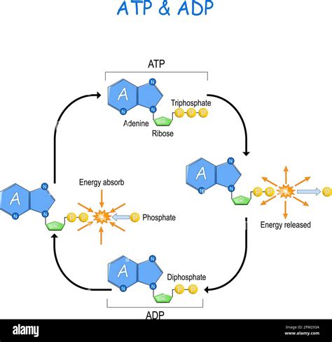 Photosynthesis diagram hi-res stock photography and images - Alamy