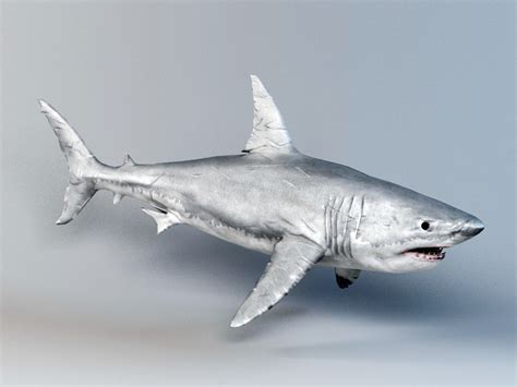 Great White Shark 3d model 3ds Max files free download - modeling 47598 on CadNav