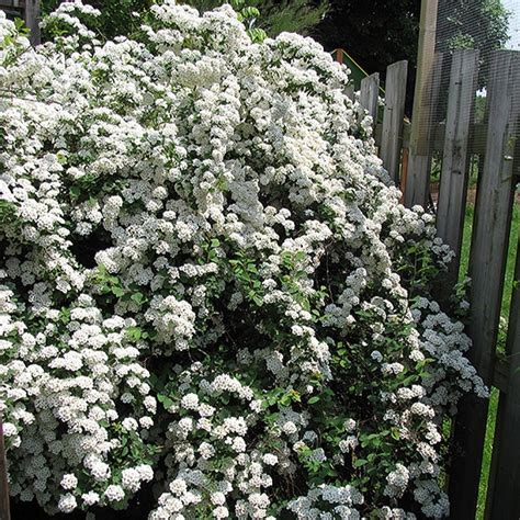 Bridalwreath Spirea