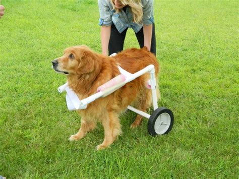 How to Make a Dog Wheelchair (9 DIY Dog Wheelchair Plans)