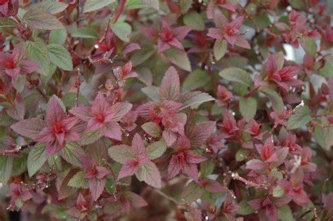 Superstar™ Spirea (Spiraea x bumalda 'Denistar') in Brainerd Baxter Little Falls Aitkin Nisswa ...