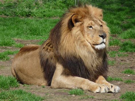 A Proud Lion Sitting In The Grass, Close-up Stock Image - Image of carnivorous, hunter: 31989681