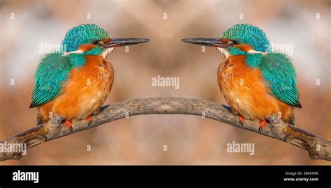 river kingfisher (Alcedo atthis), two river kingfishers perche on a branch and looking at each ...