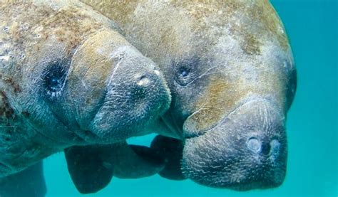 Volunteer for Manatee Conservation | Top Manatee Conservation Projects 2022