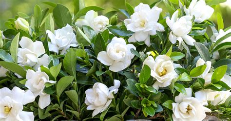 Let’s Learn How to Grow Gardenias Successfully | Garden lovers