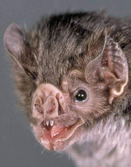 Common Vampire Bat | The Animal Facts | Appearance, Diet, Habitat