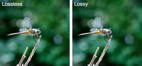 Lossy vs. Lossless Compression: A Detailed Look - GnosisX - Medium