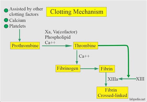 Clotting Time (C T) - Labpedia.net