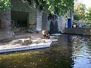 Category:Panthera leo in Zoo Antwerpen - Wikimedia Commons