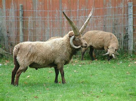 Rare livestock, multihorn sheep. Classified as polycerate, these ...