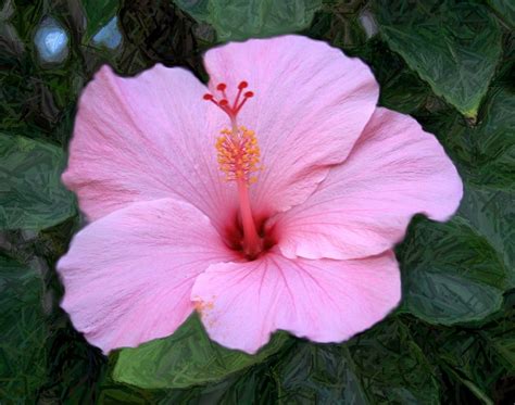 Hibiscus Flower Wallpaper (42+ pictures) - WallpaperSet