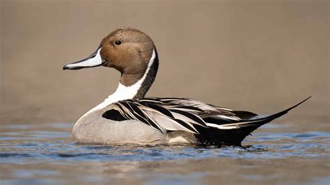 Duck Hunting Season in North Carolina: Season Dates, Bag Limits and More - A-Z Animals