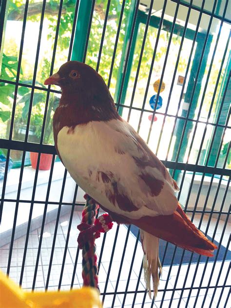 Viral pigeon up for adoption | The Oshawa Express