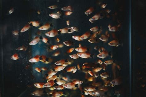 Aquaponics: The Basics of Fish Tank Hydroponics - PetHelpful