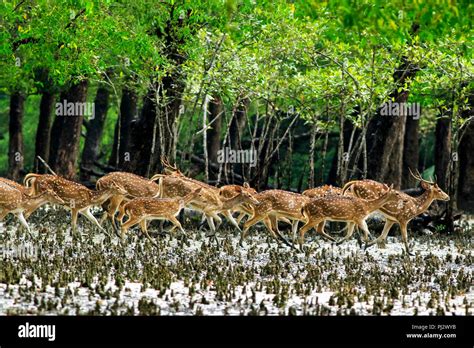 Spotted deer roam inside the Sundarbans mangrove forest. Bagerhat ...