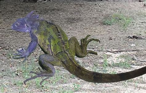 Purple Camouflage - Florida Iguana & Tortoise Breeders