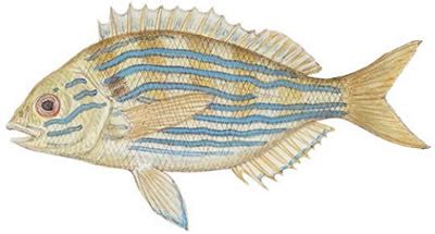 Fish Identification: Pinfish (Lagodon rhomboides)