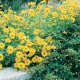 Perennial Sunflower - Garden Express