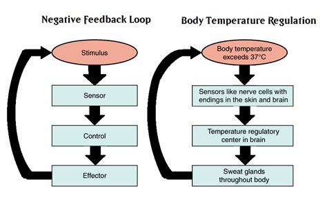 What Is Feedback Mechanism That Maintains Homeostasis - BEST GAMES ...